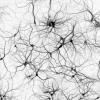 Логика сознания. Часть 9. Искусственные нейронные сети и миниколонки реальной коры