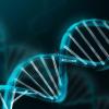 Германские ученые работают на методом защиты ДНК человека от повреждений