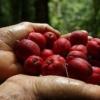В Австралии найдены ягоды, которые помогают лечить рак