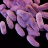 Женщину в США убила бактерия, устойчивая ко всем антибиотикам