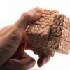 Ученые научились определять характер человека по мозговым извилинам