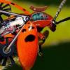Американские ученые хотят создавать насекомых-киборгов