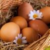 Куриные яйца помогают предотвратить инсульт