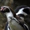 Ученые определили рацион пингвинов