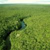 По мнению ученых, амазонские леса были насаждены людьми