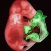 Ученые смогли вырастить из стволовых клеток эмбрион мыши