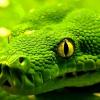На острове Гуам экологическая катастрофа из-за большого количества змей