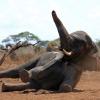 Диким слонам хватает двухчасового сна в сутки