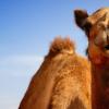 Nissan предложил ввести в арабском мире единицу измерения «верблюжья сила»