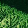 На Земле найдены постоянно мутирующие микроорганизмы