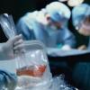 В Британии проведут первую пересадку свиных органов младенцам