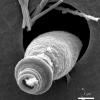 Стреляющий планктон: крохотные организмы орудуют впечатляющей артиллерией