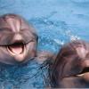 Ученые смогли расшифровать язык дельфинов