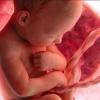 Эмбрион в утробе чувствует, когда к нему прикасается мать