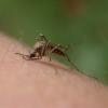 Комариные укусы передают одновременно несколько вирусов