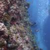 Рифы Мальдивского архипелага быстро погибают