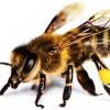 Справочник «пчеловода» или отвечаем на вопросы по микроконтроллерам EFM8 Bee