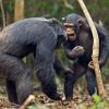 У шимпанзе обнаружили культурный прогресс