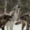 Собаки и волки генетически предрасположены к справедливости
