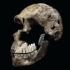 Из-за «Homo naledi» возникло много вопросов об эволюции