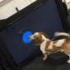 Изобретено устройство, позволяющее собакам звонить в службу спасения