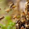 Ученые поняли, почему вымирают пчелы