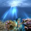 Ученые рассказали, почему глубоководные кораллы светятся в темноте