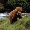 Ученые рассказали, по какой схеме мигрировали сибирские медведи