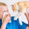 Ученые рассказали, какие мифы сопровождают аллергию на кошек