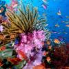 В Тихом океане появились новые коралловые рифы