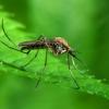 Google выпустит специальных комаров для борьбы со смертельными вирусами