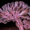 Нейроискусство: зачем создают картины из нейронов мозга