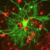 Ученые рассказали, что помогает нейронам развиваться