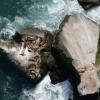 Kaggle: как наши сеточки считали морских львов на Алеутских островах
