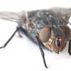 Почему муху так сложно прихлопнуть?