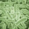 Ученые научились выявлять антибиотикорезистентные бактерии за 30 минут