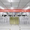 Компания BOE стала первым китайским производителем гибких панелей OLED