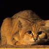 В Сахаре засняли диких бархатных кошек