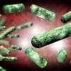 Ученые 30 лет наблюдали за мутирующими бактериями