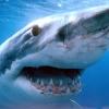 Возле Калифорнии были обнаружены акулы, которым выели мозг