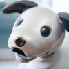 Sony возродила проект Aibo, показав нового робота-собаку за $1740
