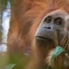 Новые виды великих обезьян обнаружили в Индонезии