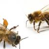 Ученые разделили пчел на правшей и левшей
