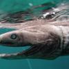 В Португалии случайно поймали доисторическую акулу