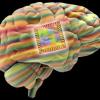 Ученые научились корректировать настроение человека с помощью мозгового имплантанта