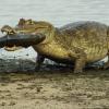 Крокодилы очень пострадают от глобального потепления