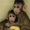 Китайским учёным впервые удалось успешно клонировать приматов