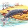 Ученые выдвинули теорию, объясняющую, как рыбы вышли на сушу