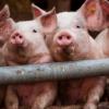 В Китае ИИ применили для слежки за свиньями