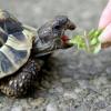 Морские черепахи едят, держа пищу двумя лапами